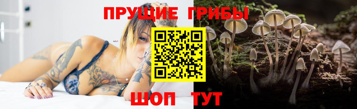 Сургут  Псилоцибиновые грибы Psilocybine cubensis  Вход с VPN 