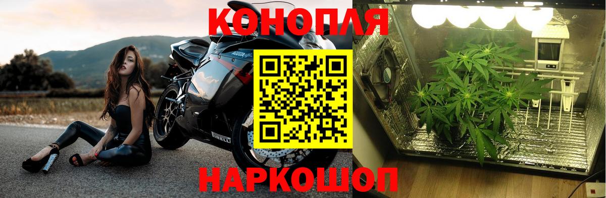 Канабис OG Kush Сургут